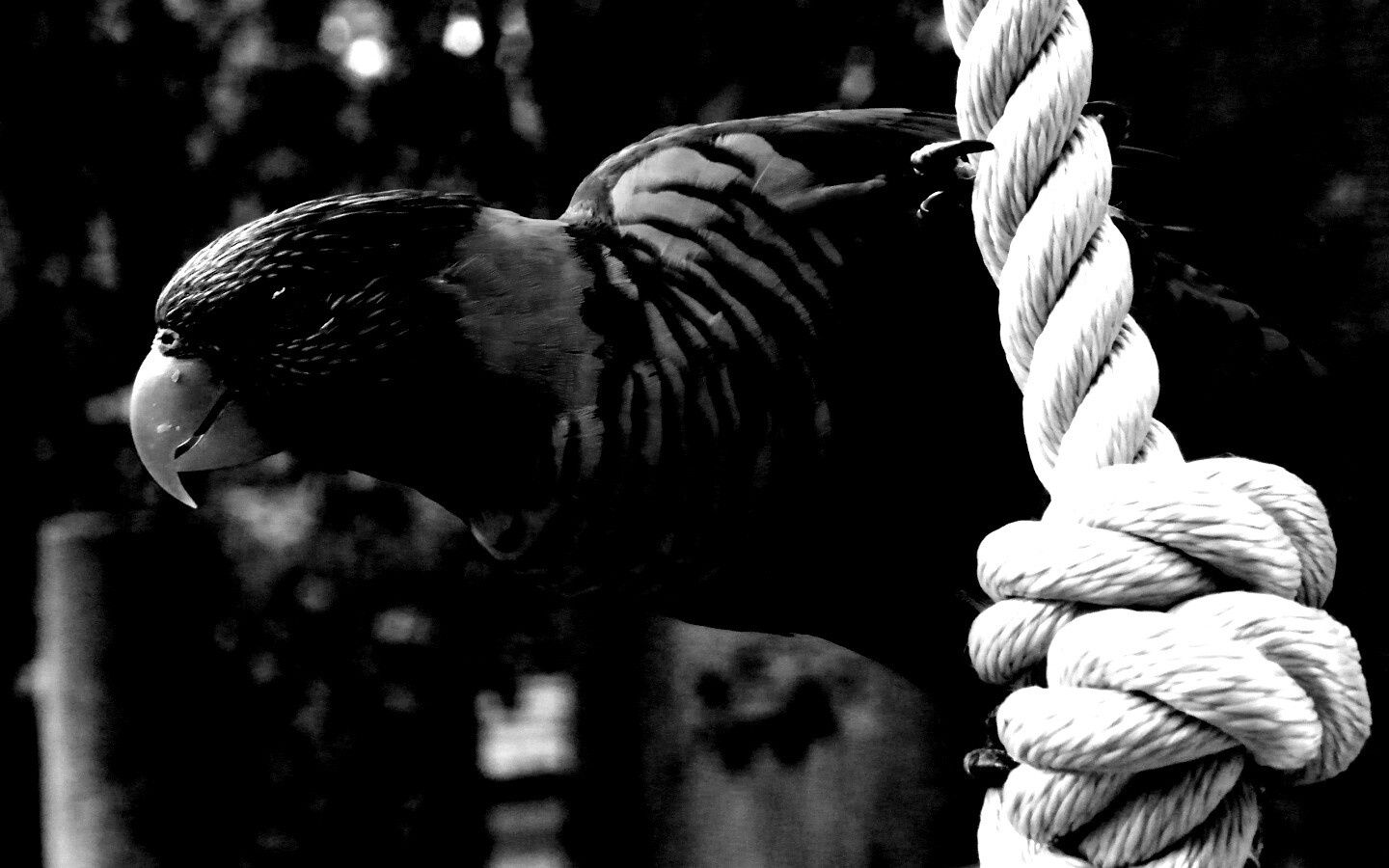 Попугай на канате обои