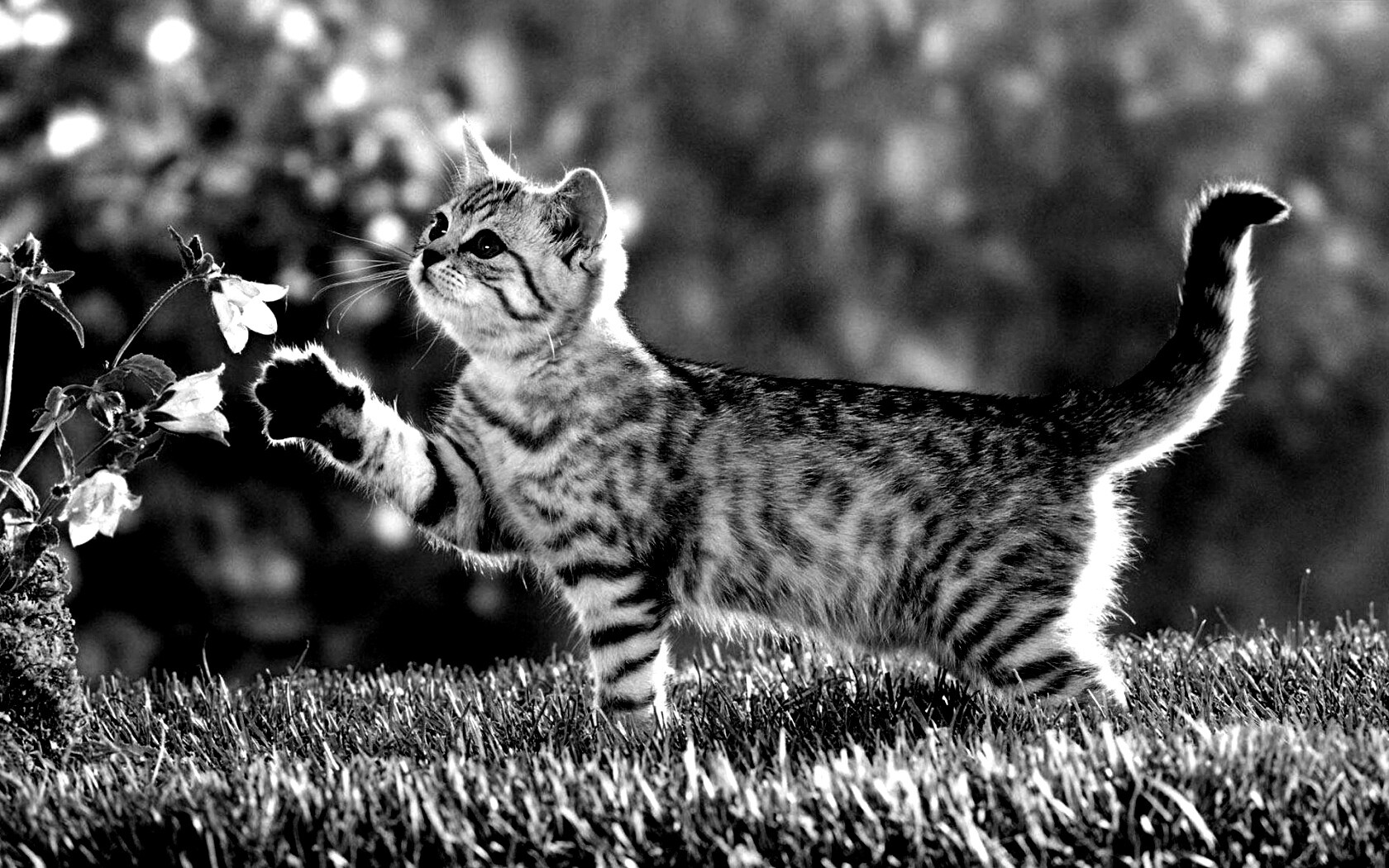 Котенок играет с цветами обои