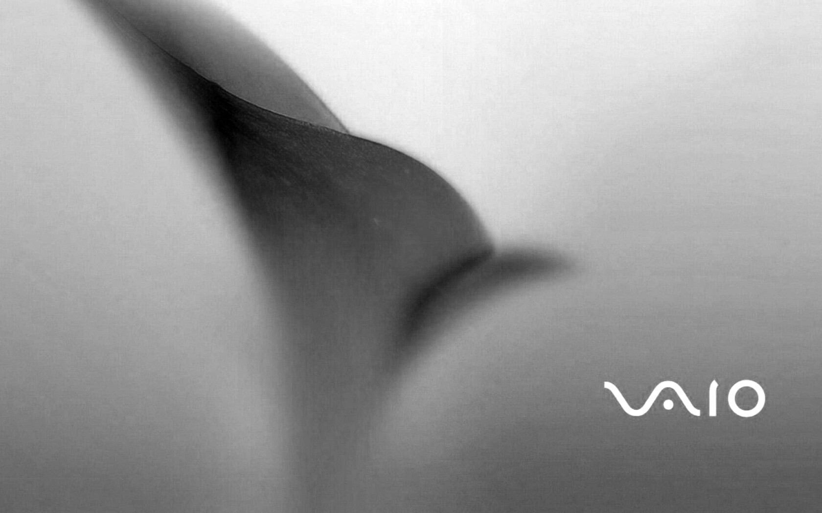 Цветок и логотип Vaio обои
