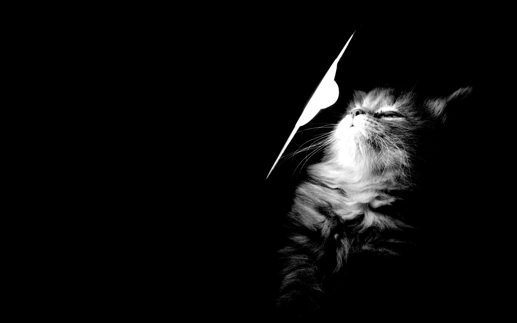 Котя на свету обои