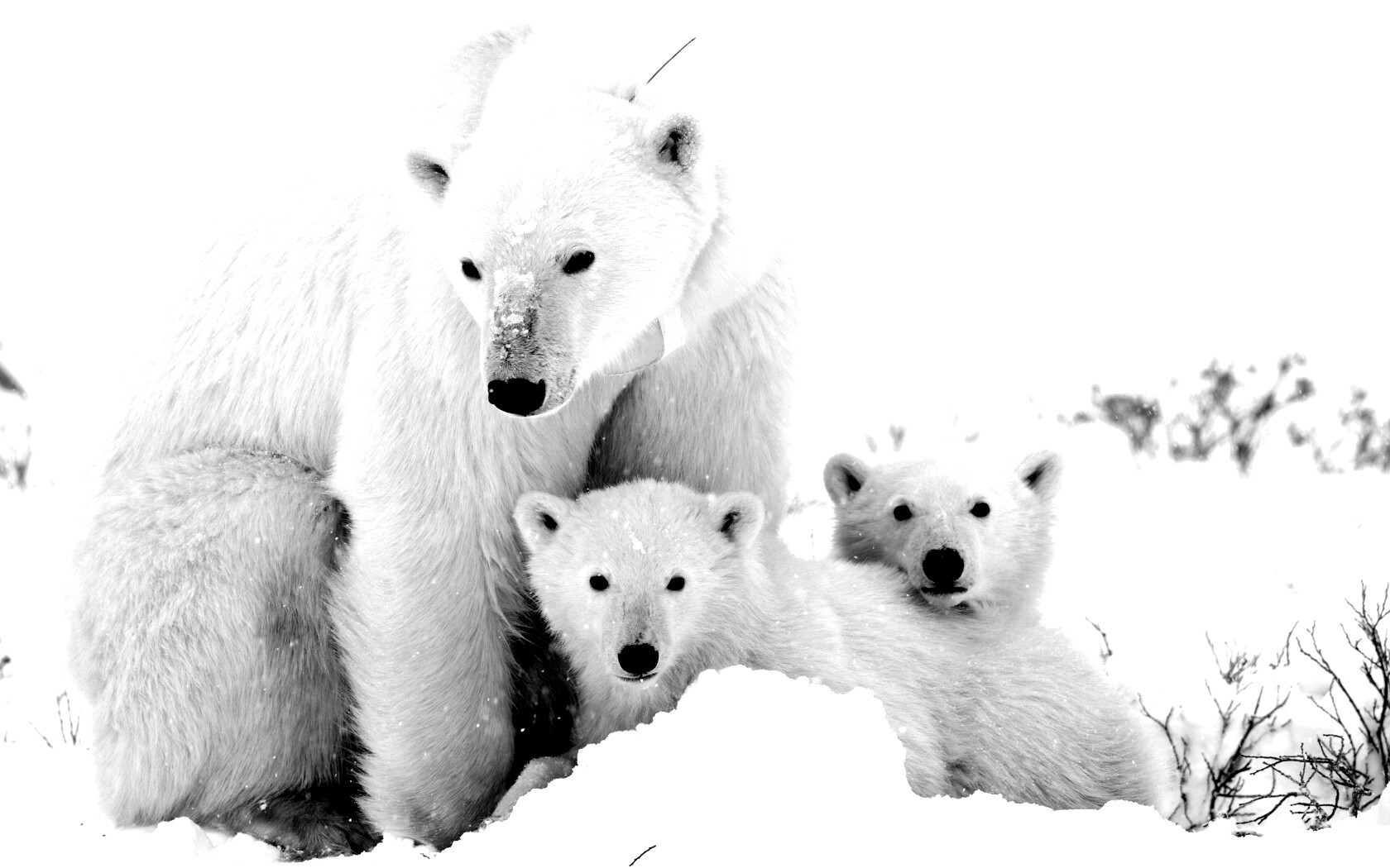 Белый медведь иллюстрация