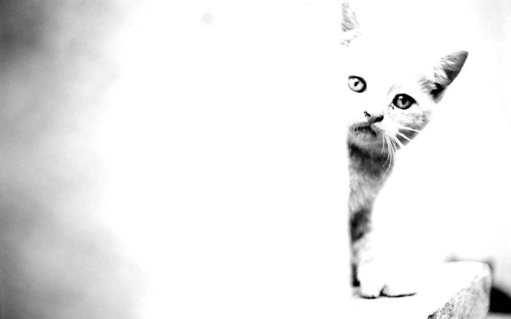 Котик из-за угла обои