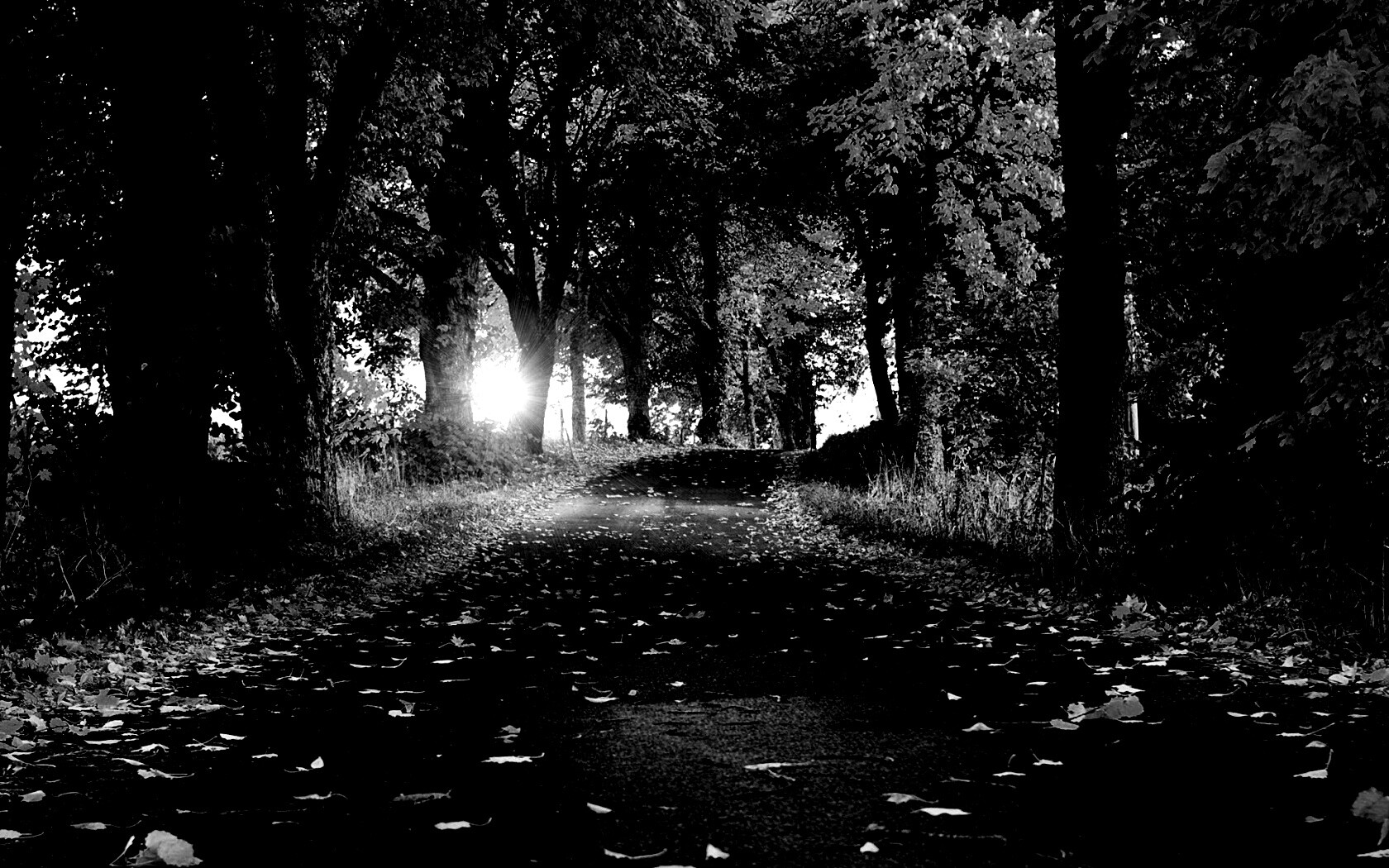 Черно-белое осень парк Темнота