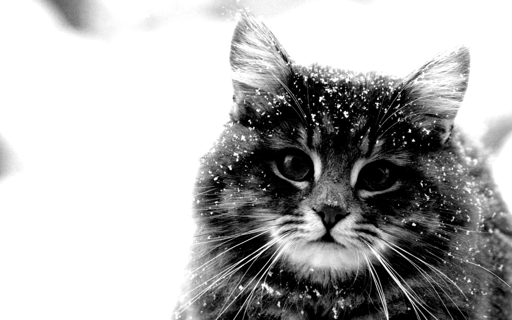 Кот в снегу обои