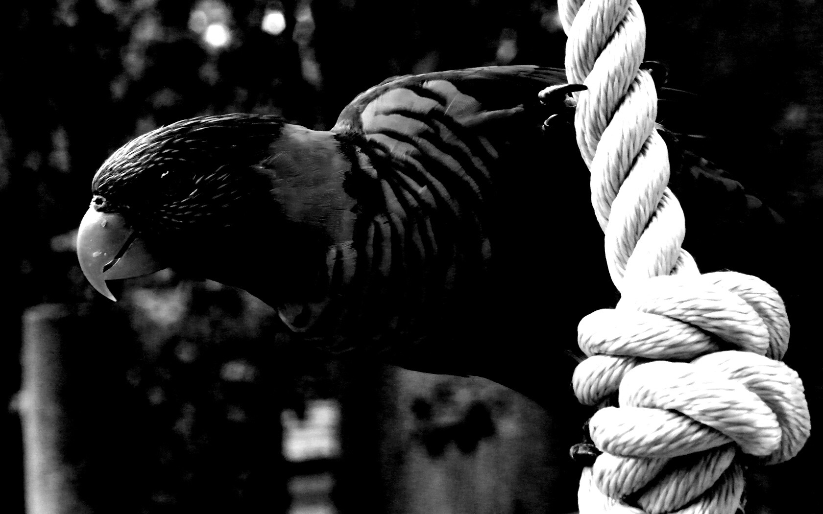 Попугай на канате обои