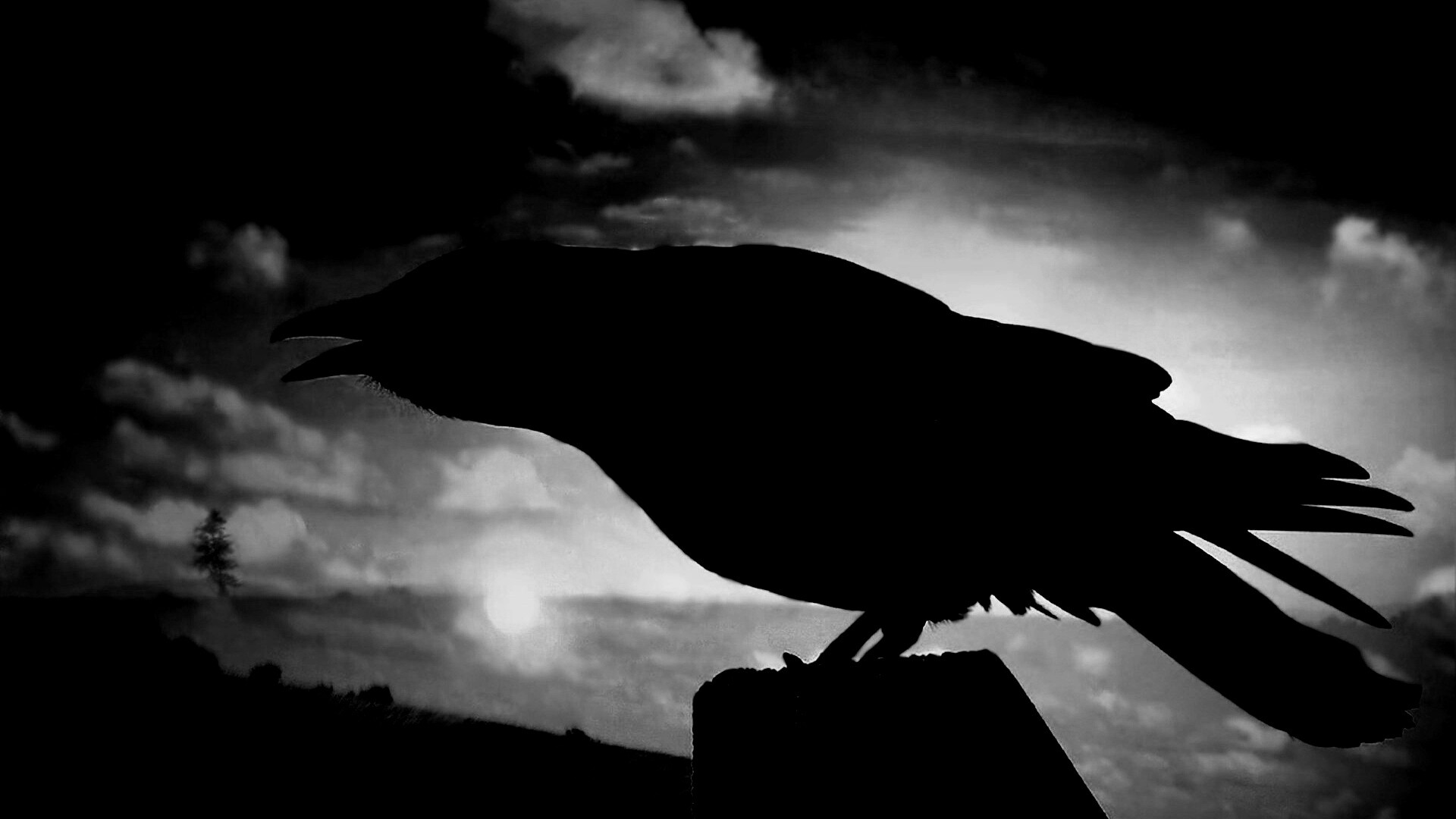 Чёрный ворон обои