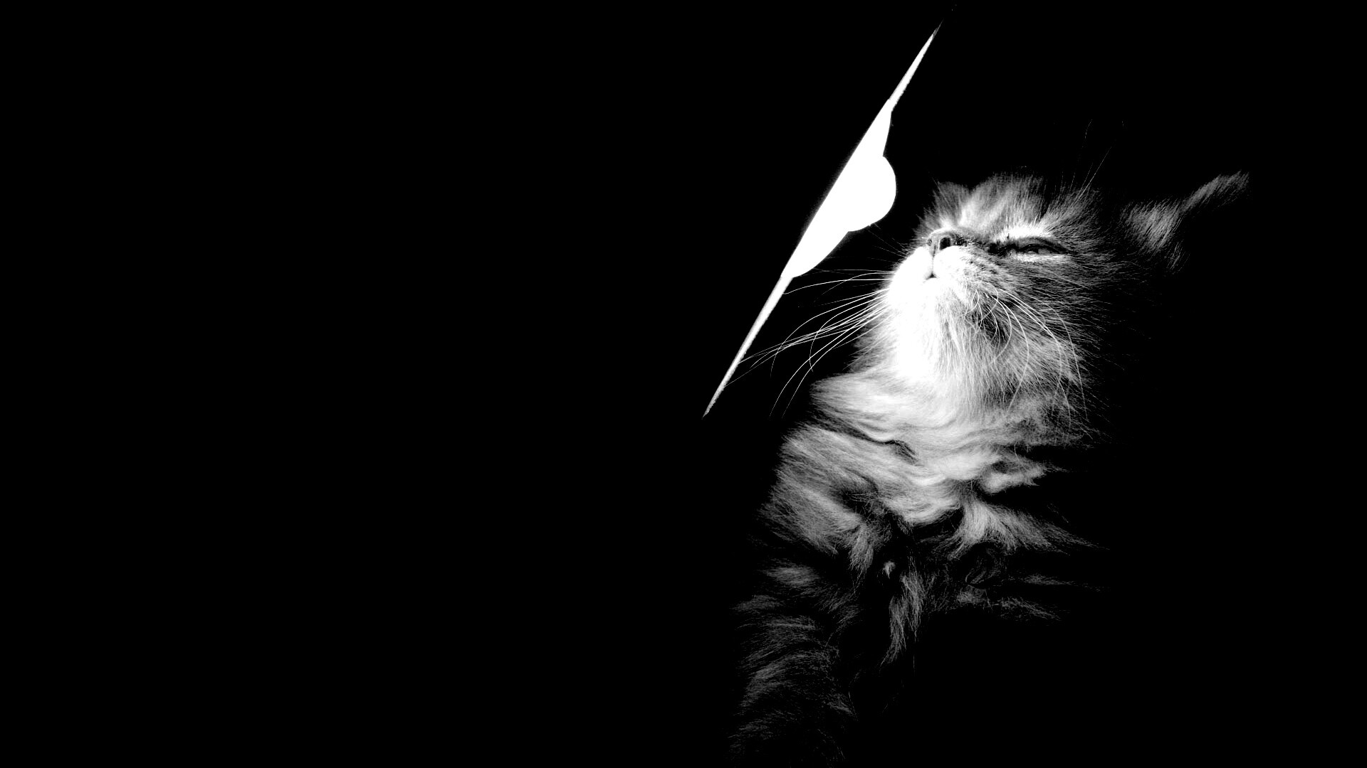 Котя на свету обои