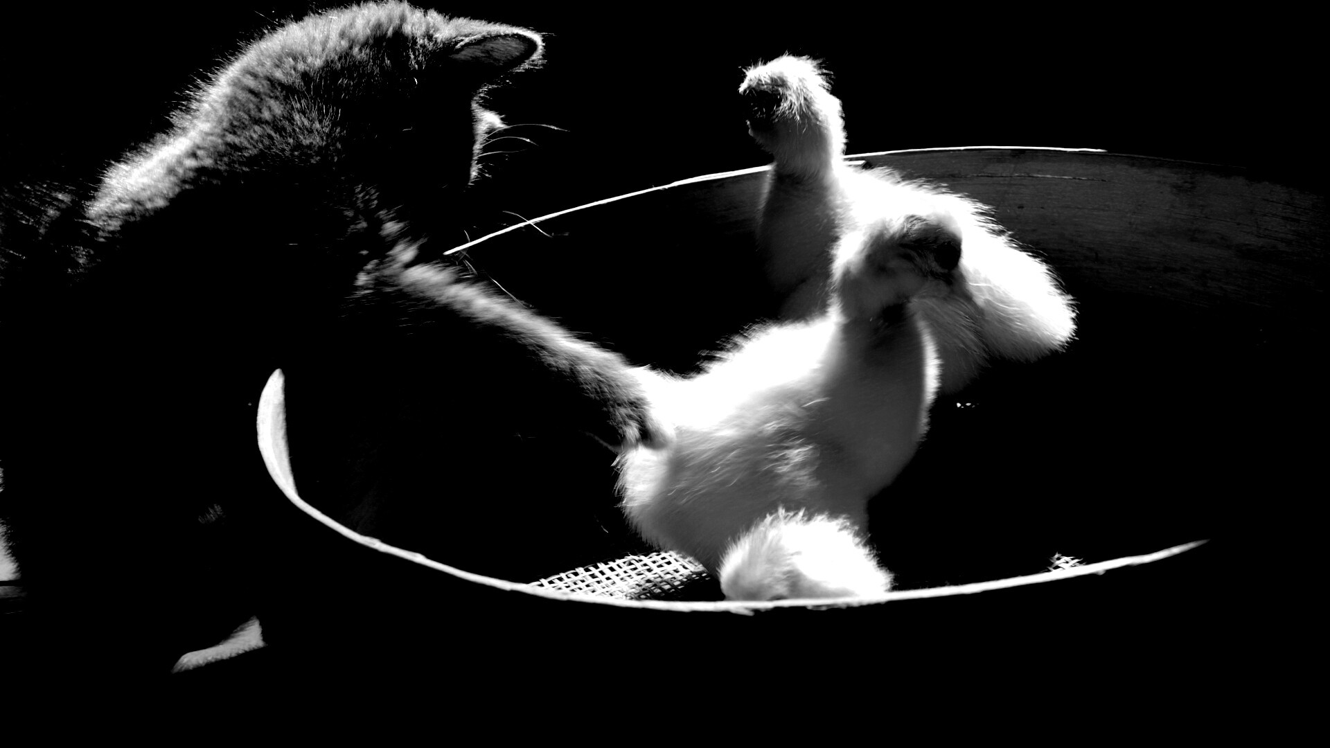 Котенок играет с утятами обои