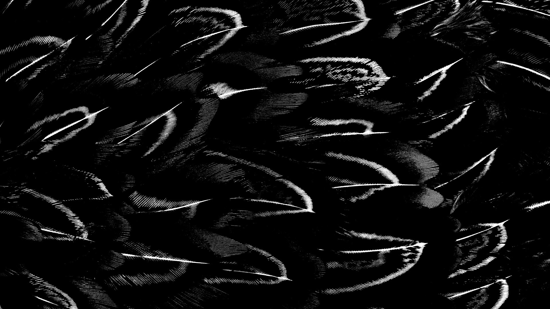 перья на черном фоне