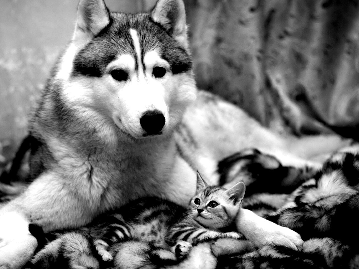 Собака и котенок обои