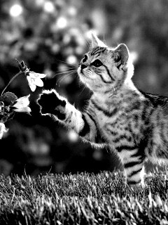 Котенок играет с цветами обои