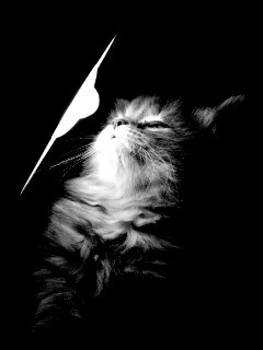 Котя на свету обои