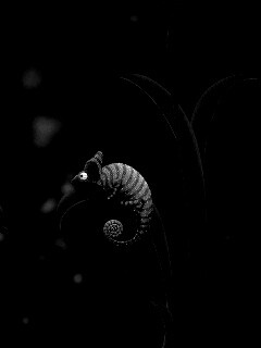 Хамелеон замаскированный под улитку обои