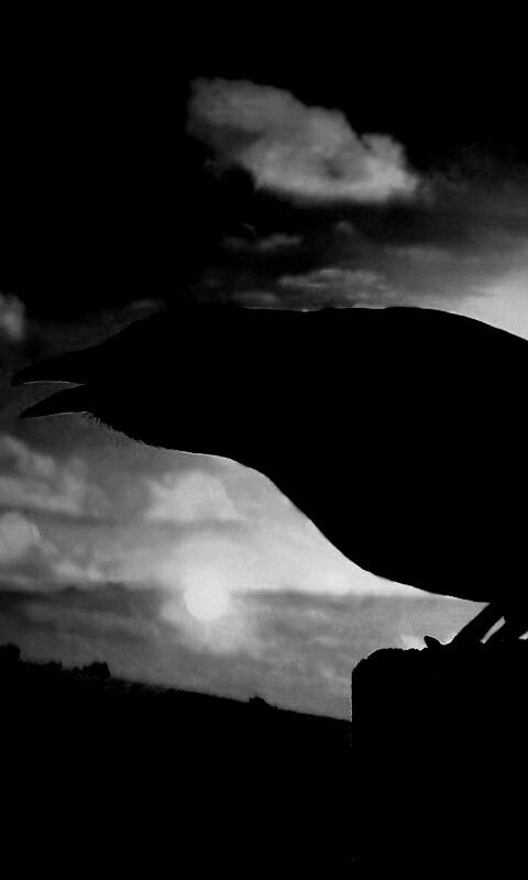 Чёрный ворон обои