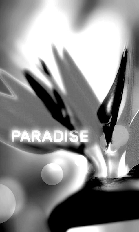 Paradise обои