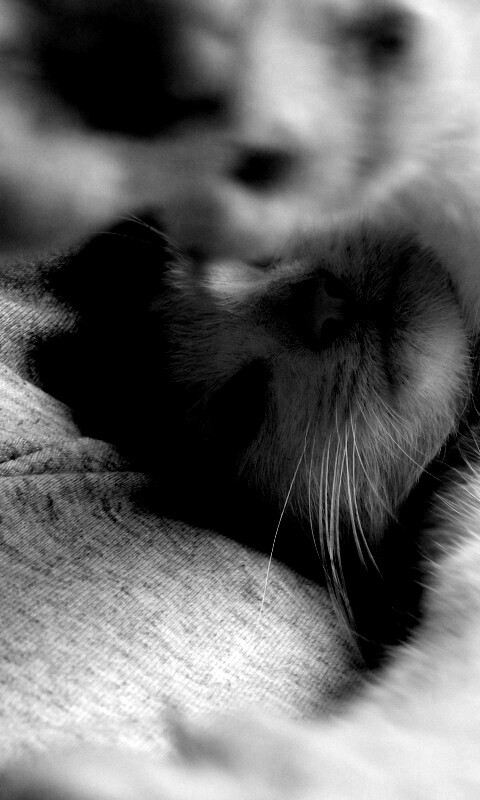 Кот фоткает сам себя обои