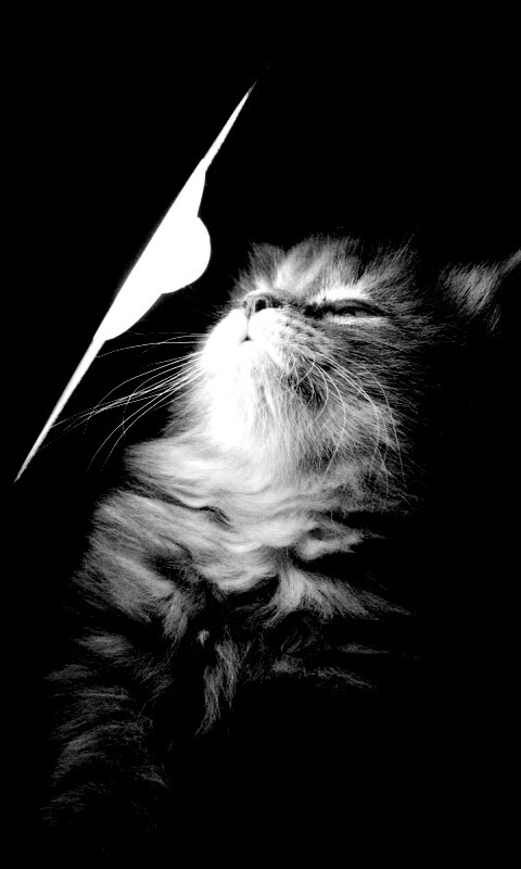 Котя на свету обои