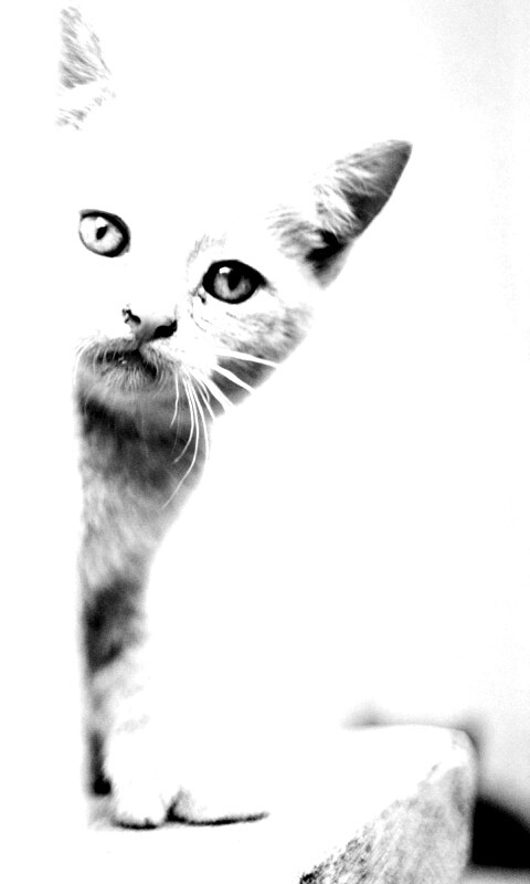 Котик из-за угла обои