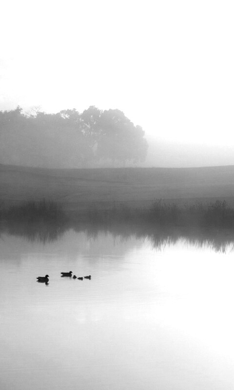 Ducks on a Misty Pond обои