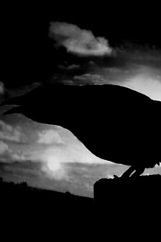 Чёрный ворон обои