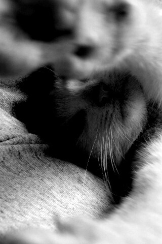 Кот фоткает сам себя обои