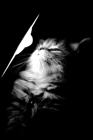 Котя на свету обои