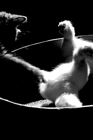 Котенок играет с утятами обои