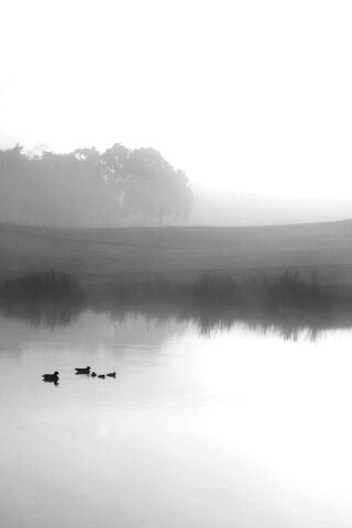 Ducks on a Misty Pond обои