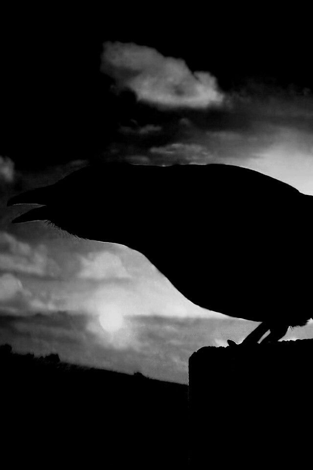 Чёрный ворон обои