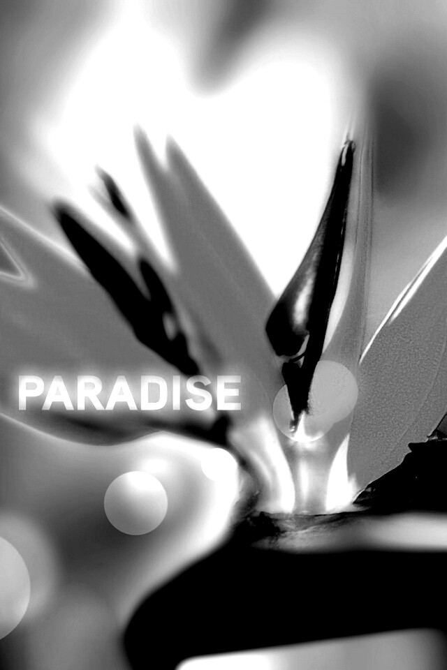 Paradise обои