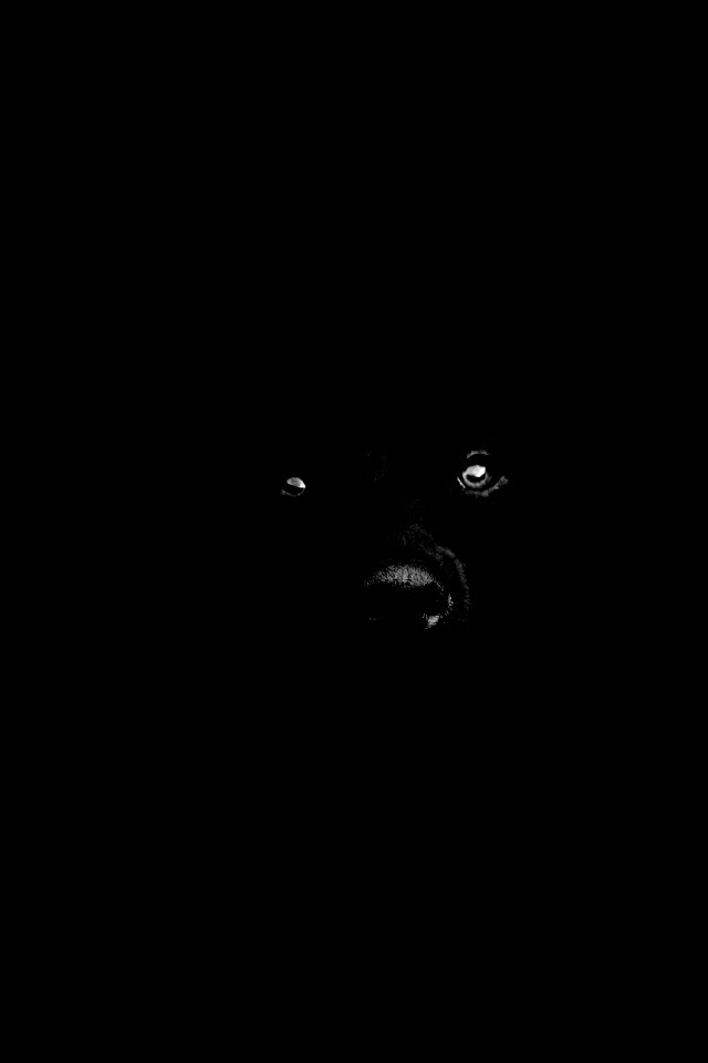 Чёрная собака в ночи обои