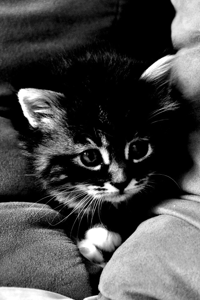 Котенок в подушках обои