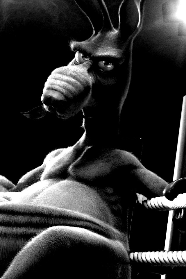 Кенгуру-боксер на ринге обои