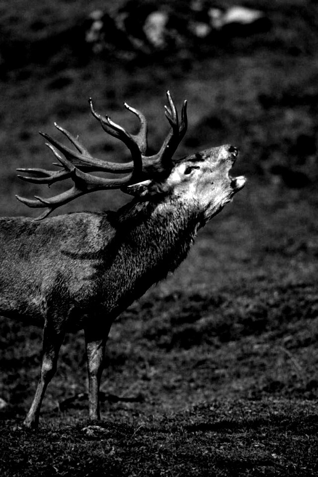 Лось зовёт сородичей обои