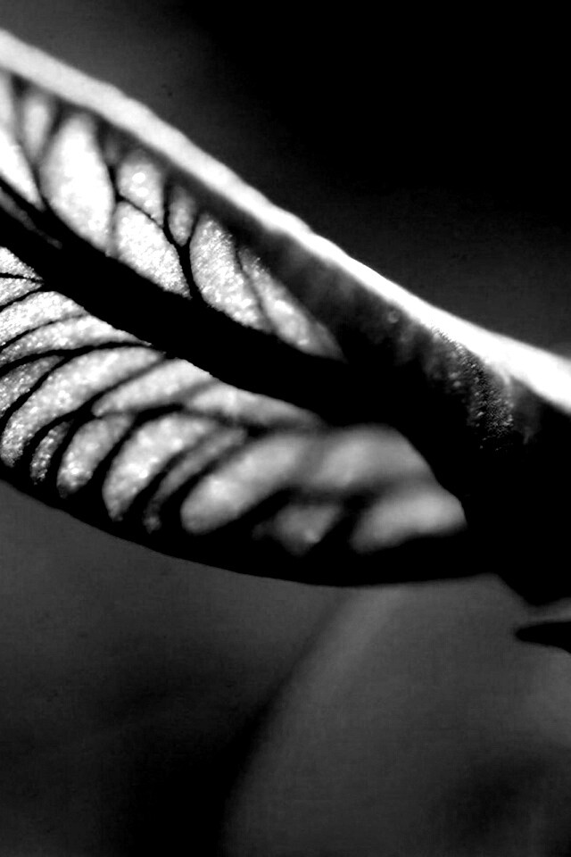 Сетчатый лист обои