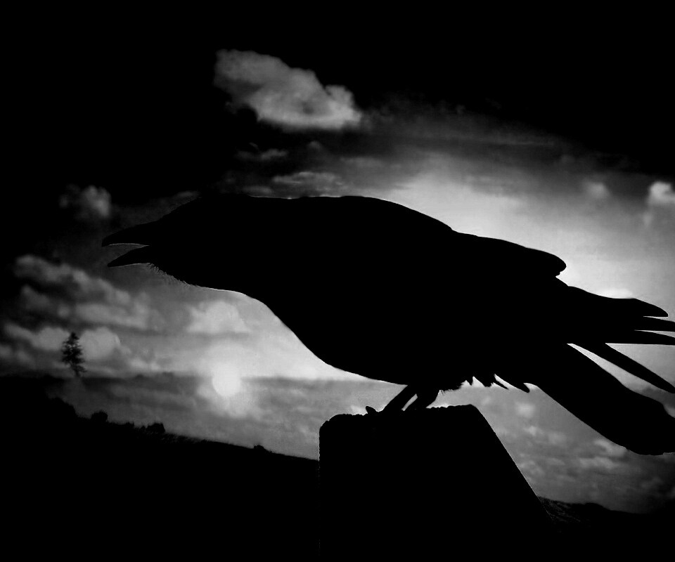 Чёрный ворон обои