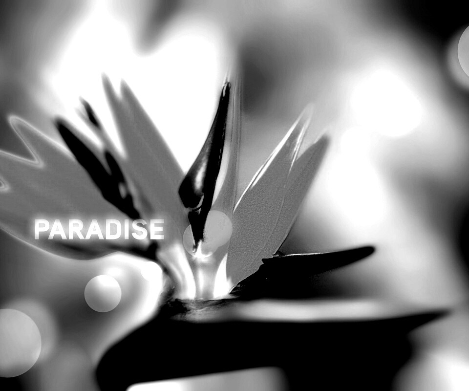 Paradise обои