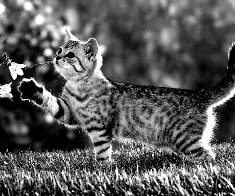 Котенок играет с цветами обои