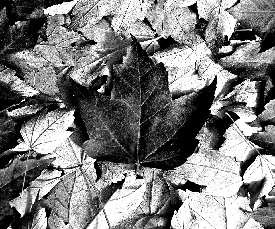 Флаг Канады из листьев обои