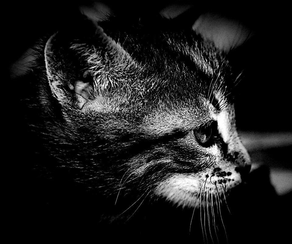 Котенок с голубыми глазами обои