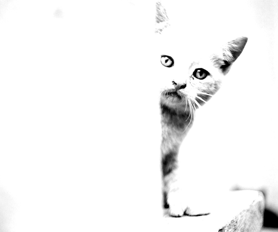 Котик из-за угла обои