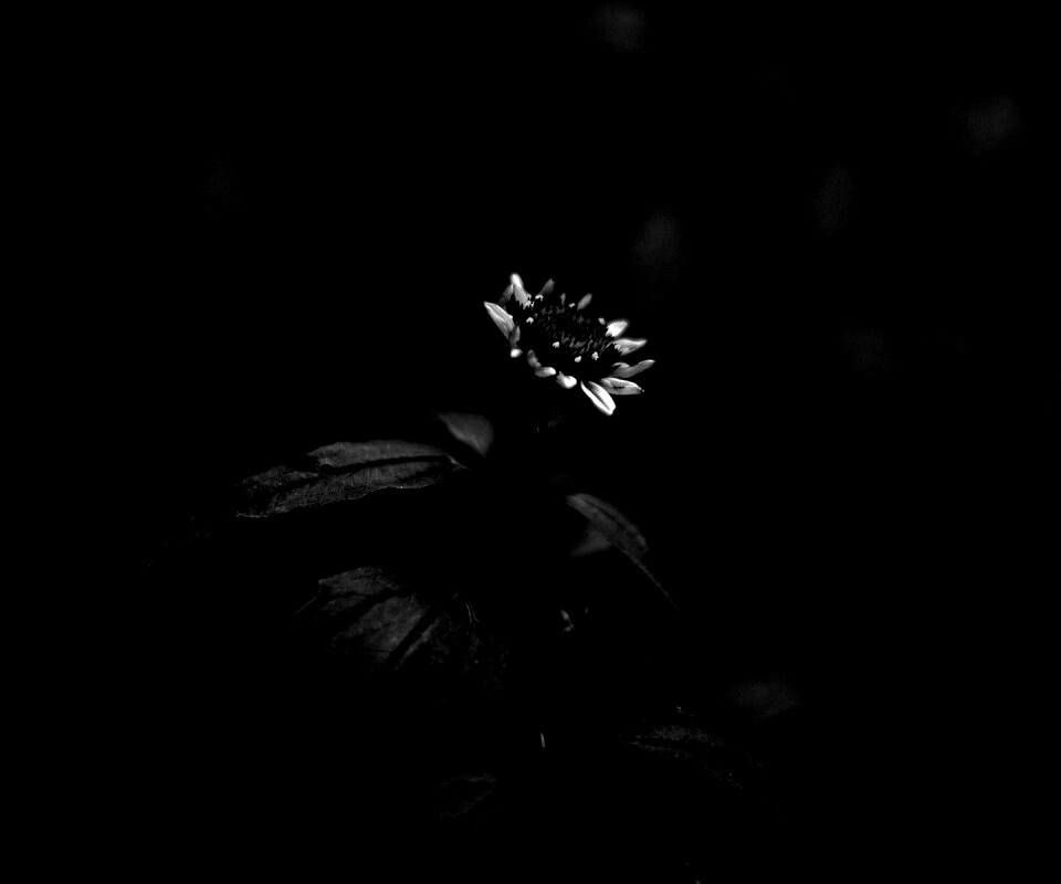Фотография цветка обои