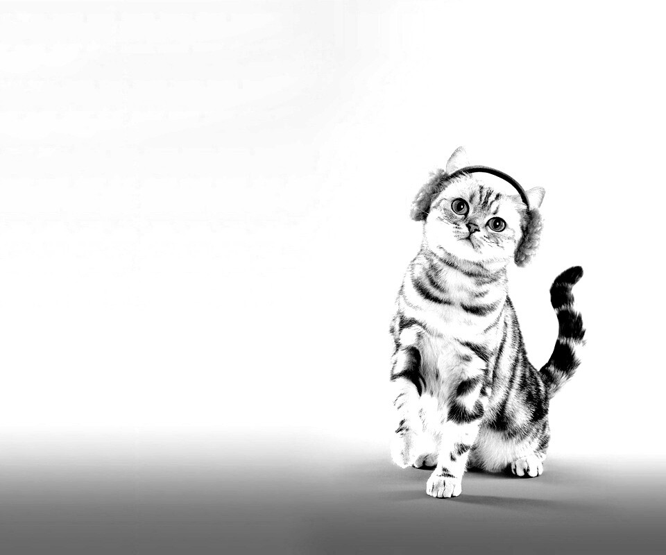 Кот в зеленых наушниках обои