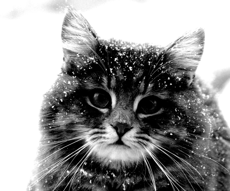 Кот в снегу обои