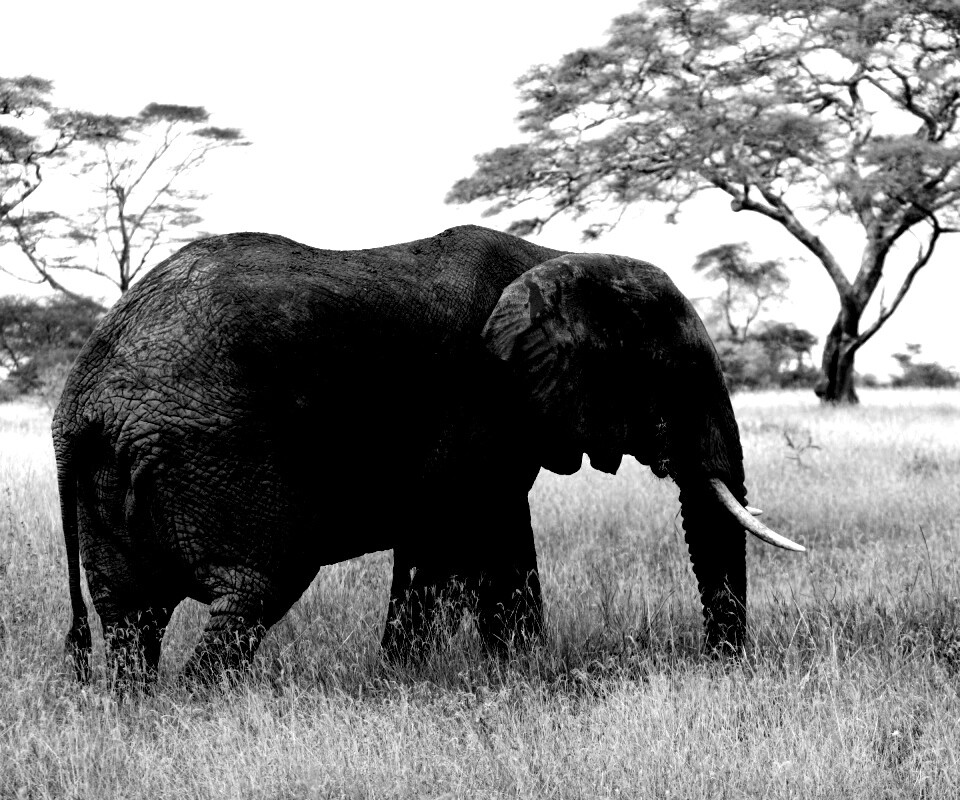 Elephant обои