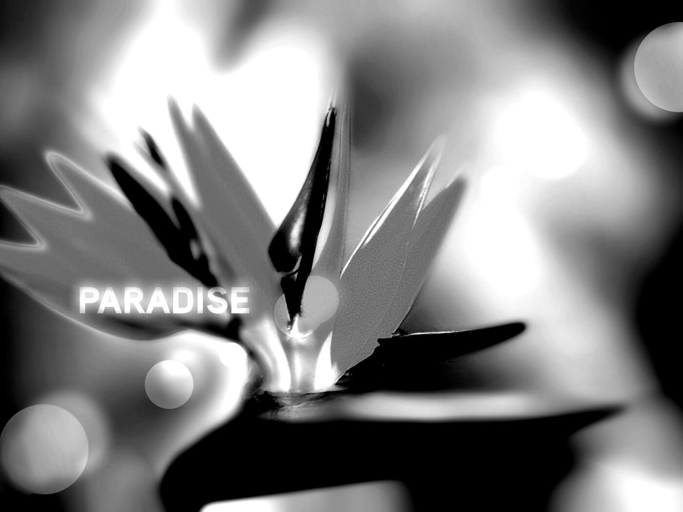 Paradise обои