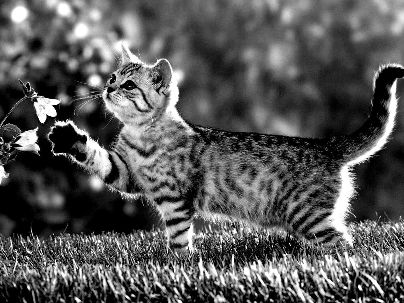 Котенок играет с цветами обои