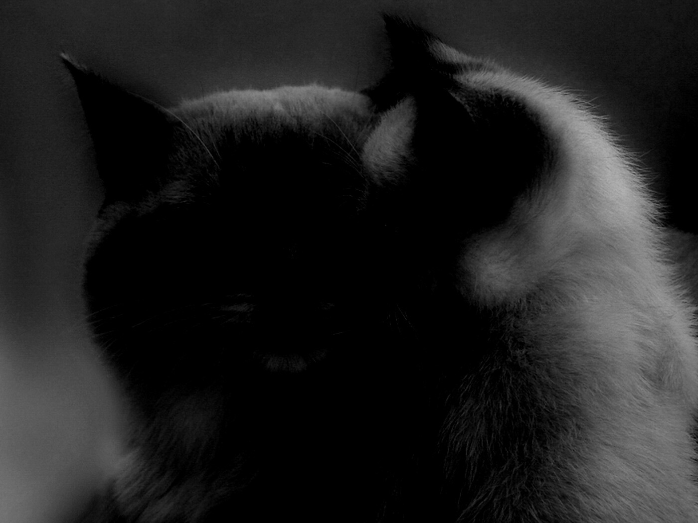 Кошка с котенком обои