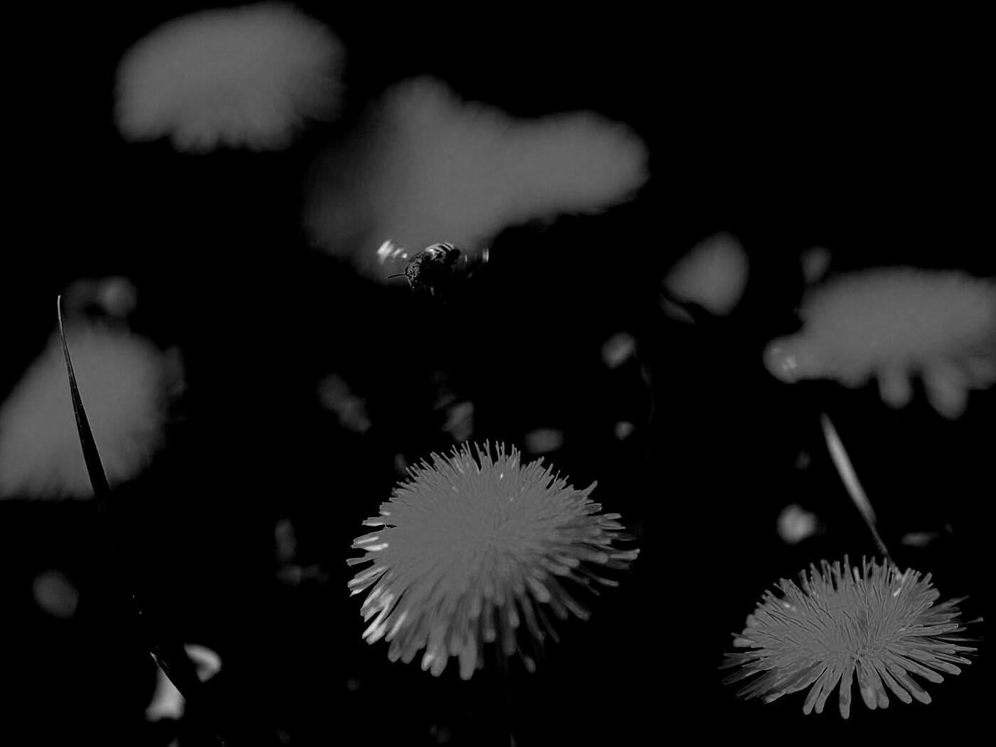 Пчёлка пролетает над одуванчиками обои