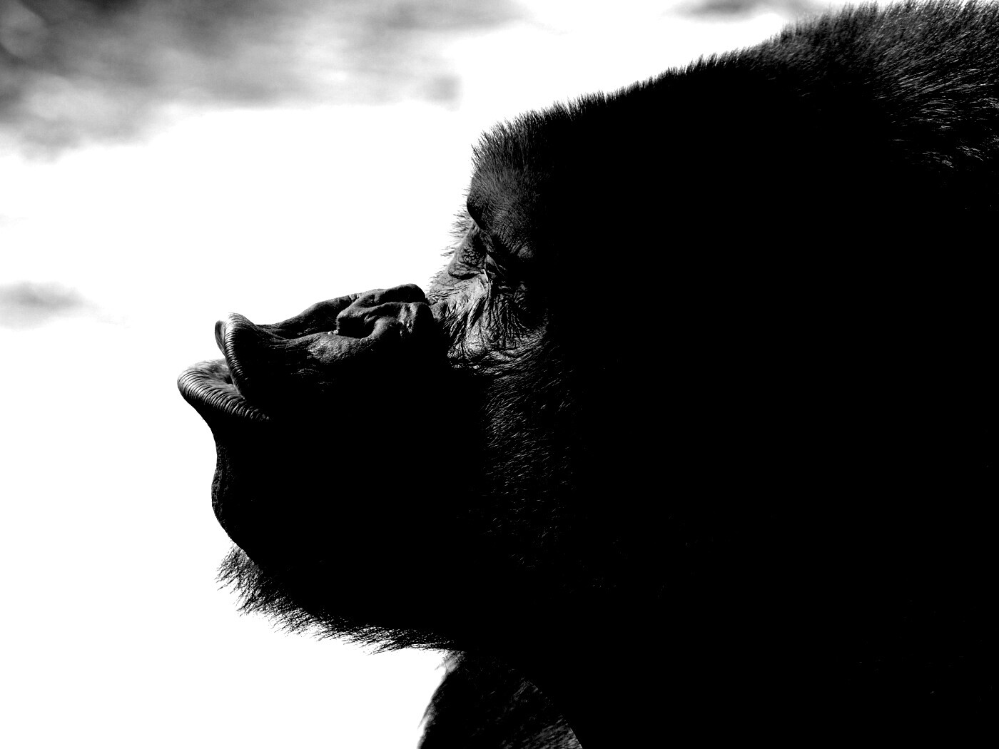 Горилла корчит рожи обои